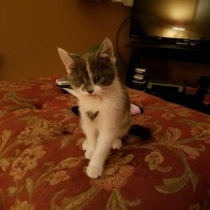 Meet your Posher, Ellen